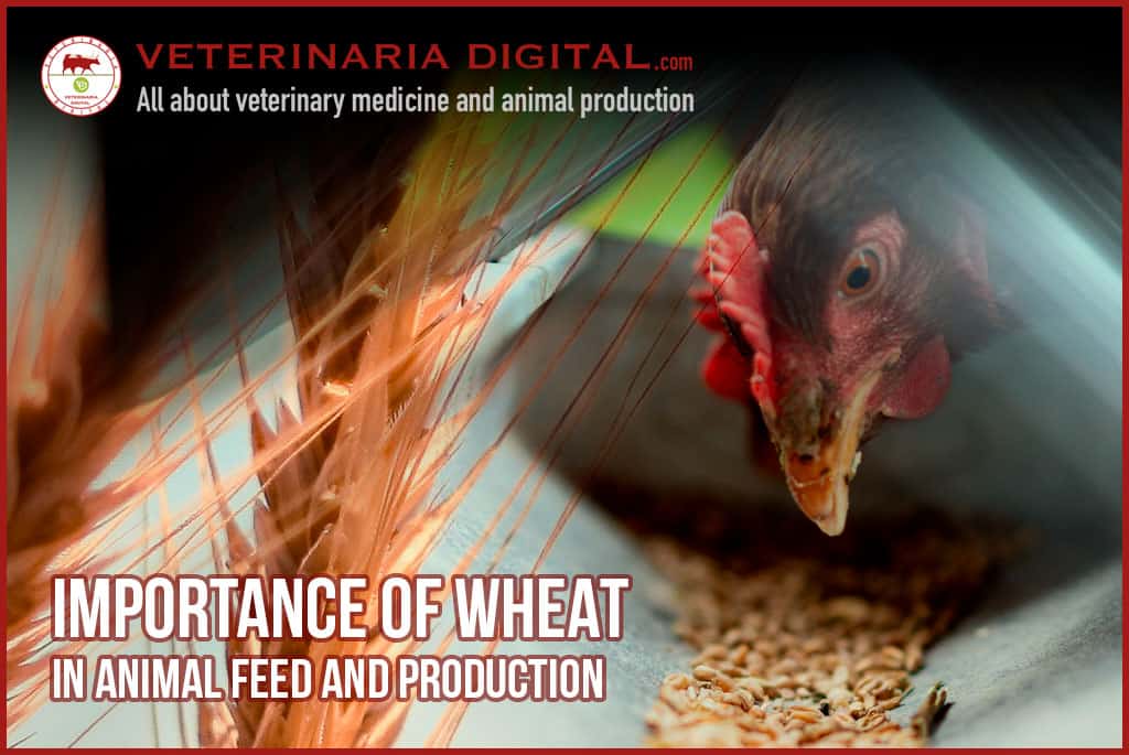 Importance of wheat in animal feed and production