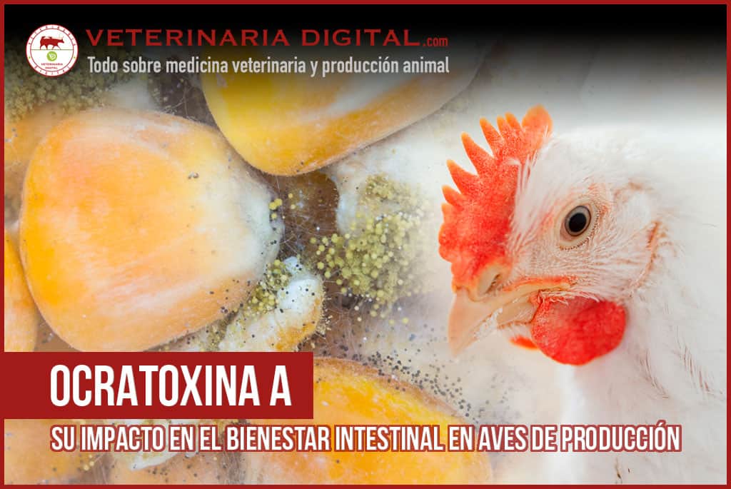 Ocratoxina A y su impacto en el bienestar intestinal en aves de producción