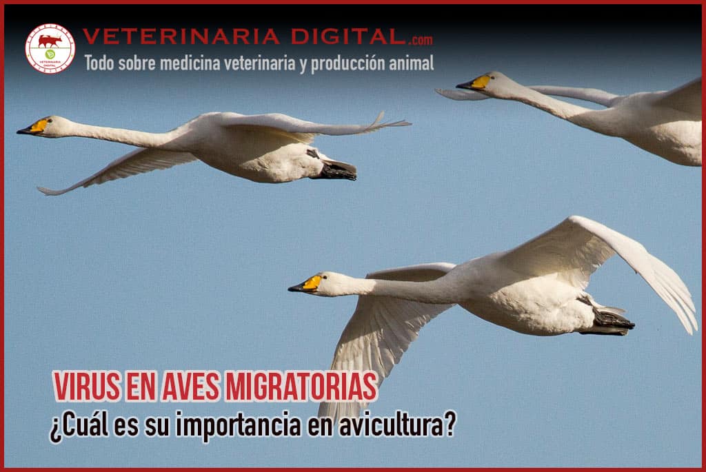 Virus en aves migratorias: ¿Cuál es su importancia en avicultura?