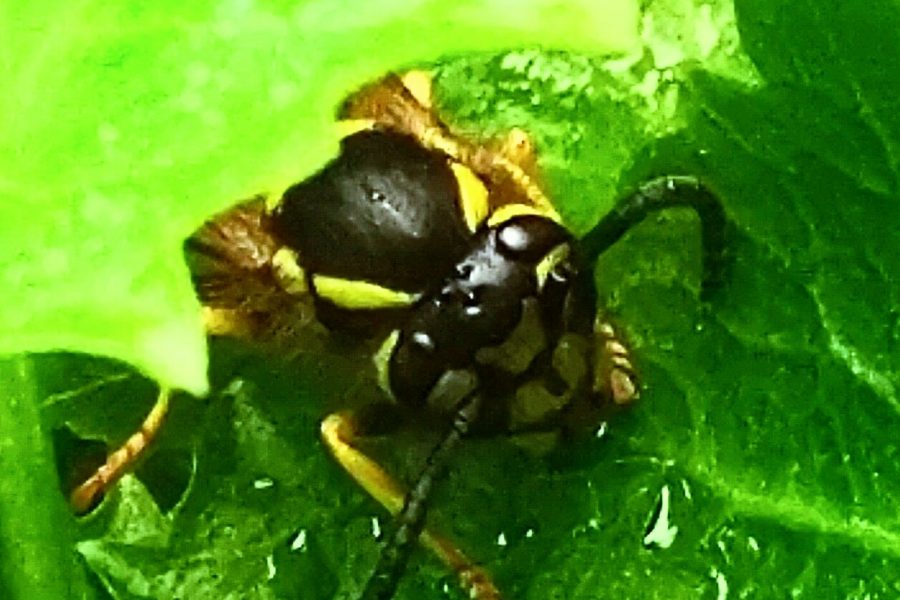 Wasp drinking water