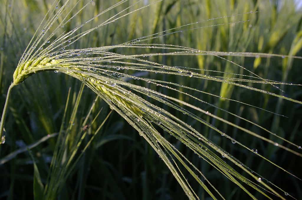 Heavy rains in China compromise corn quality