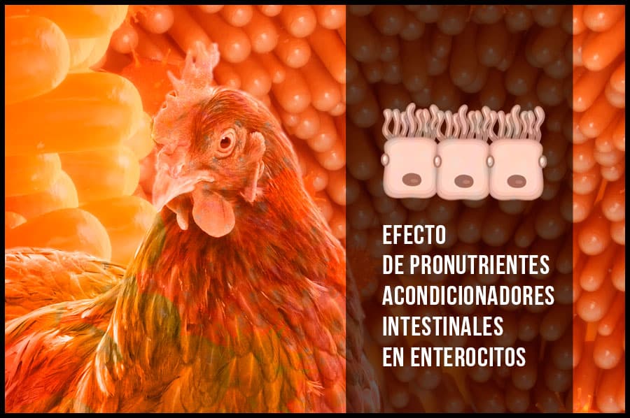 Efecto de pronutrientes acondicionadores intestinales en enterocitos