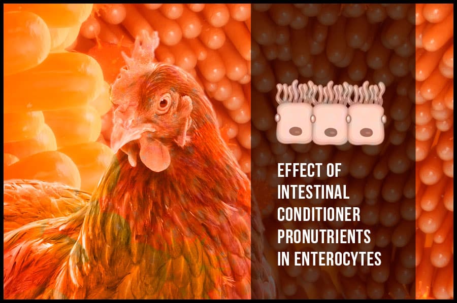 Effect of intestinal conditioner pronutrients in enterocytes