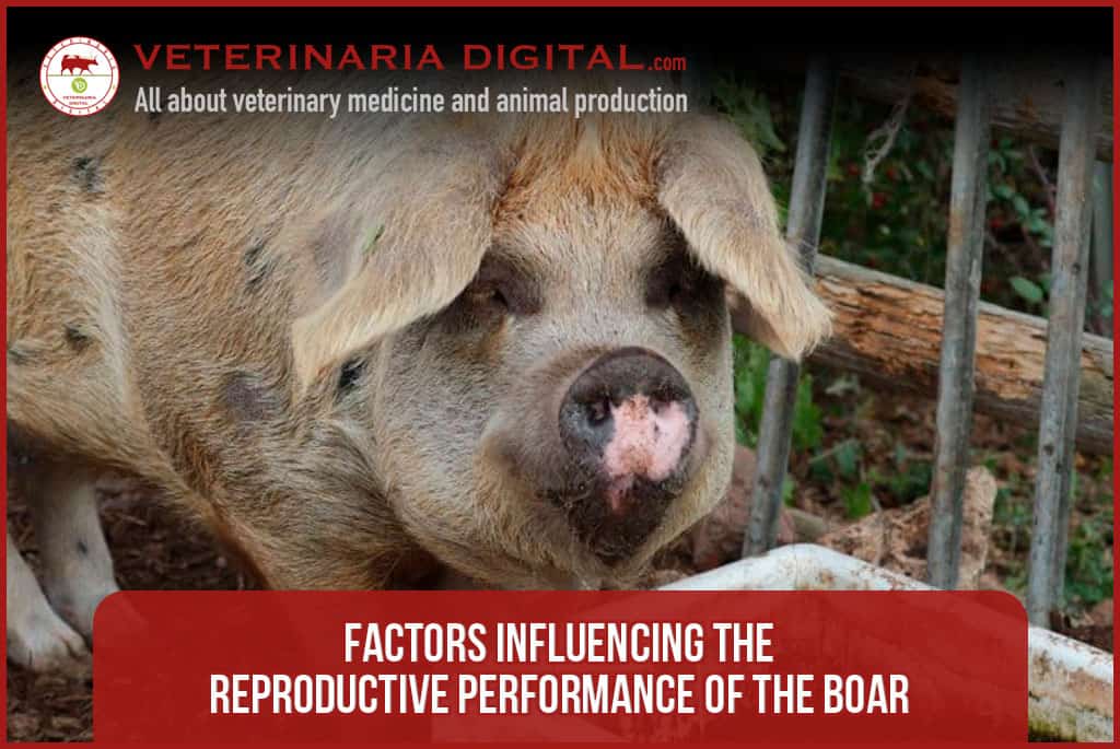 Factors influencing the reproductive performance of the boar