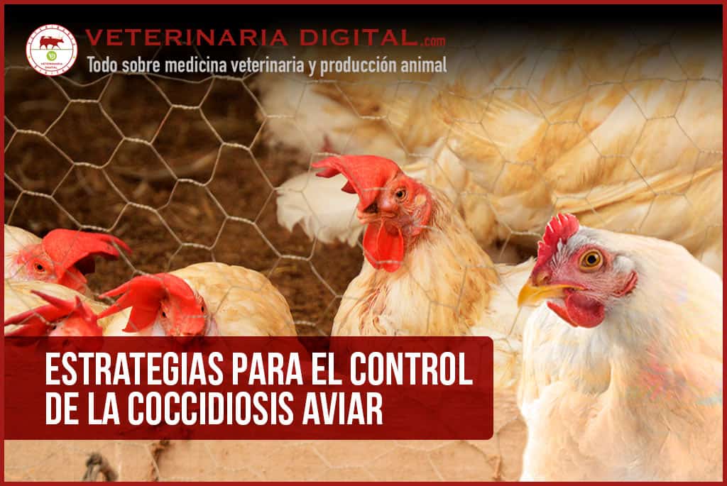 Estrategias para el control de la coccidiosis aviar