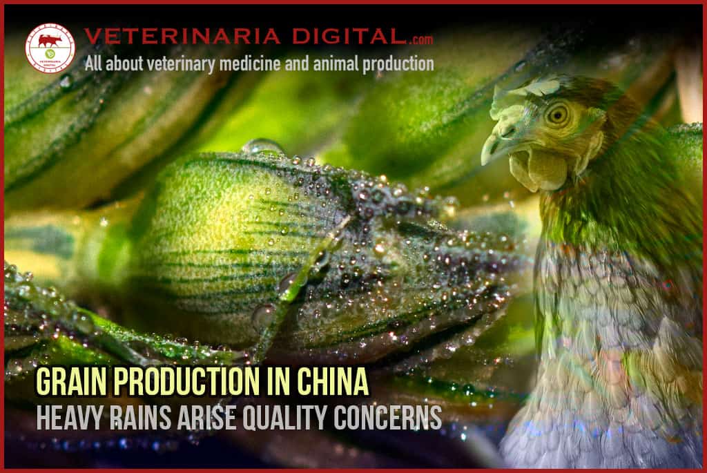 Grain production in China: heavy rains arise quality concerns