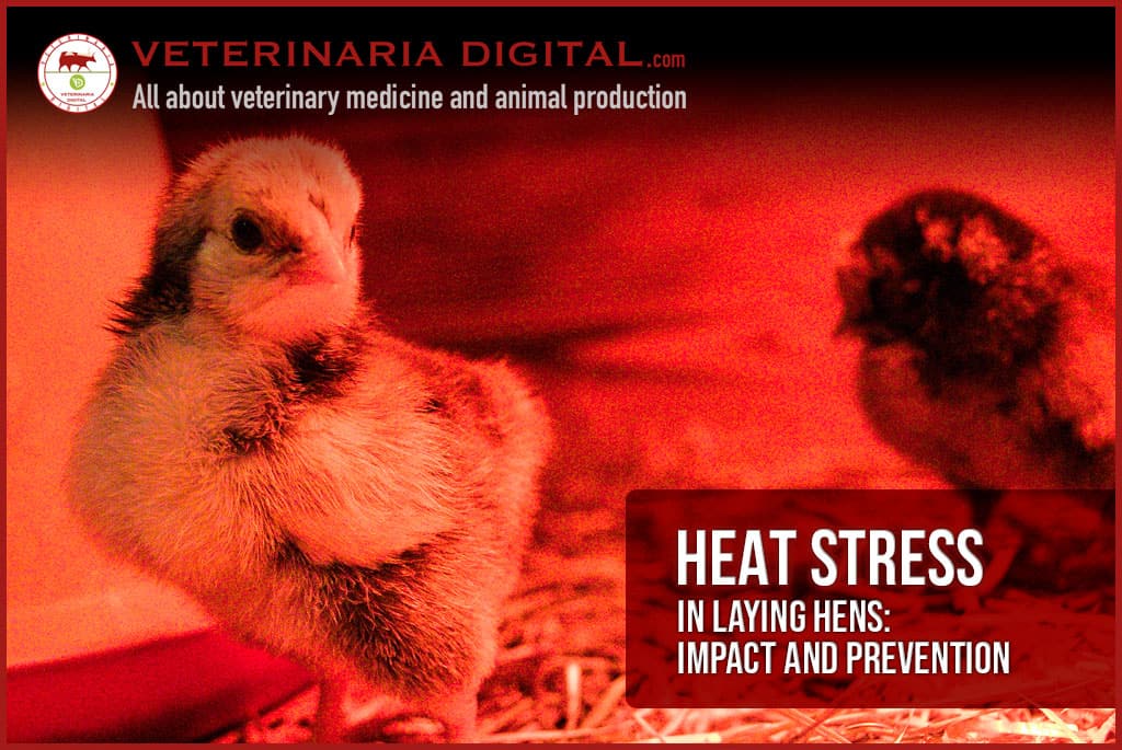 Heat stress in laying hens: impact and prevention