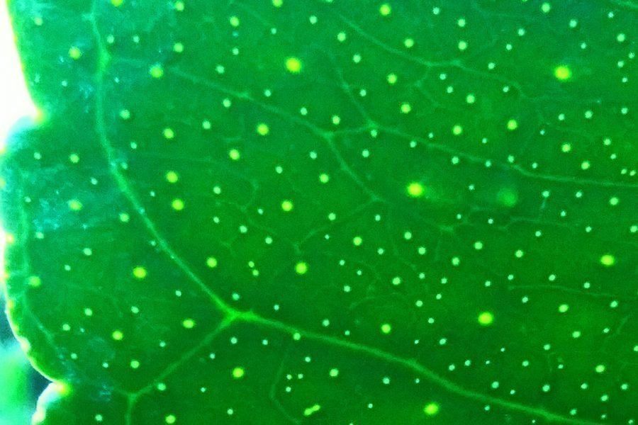 Lemon tree leaf