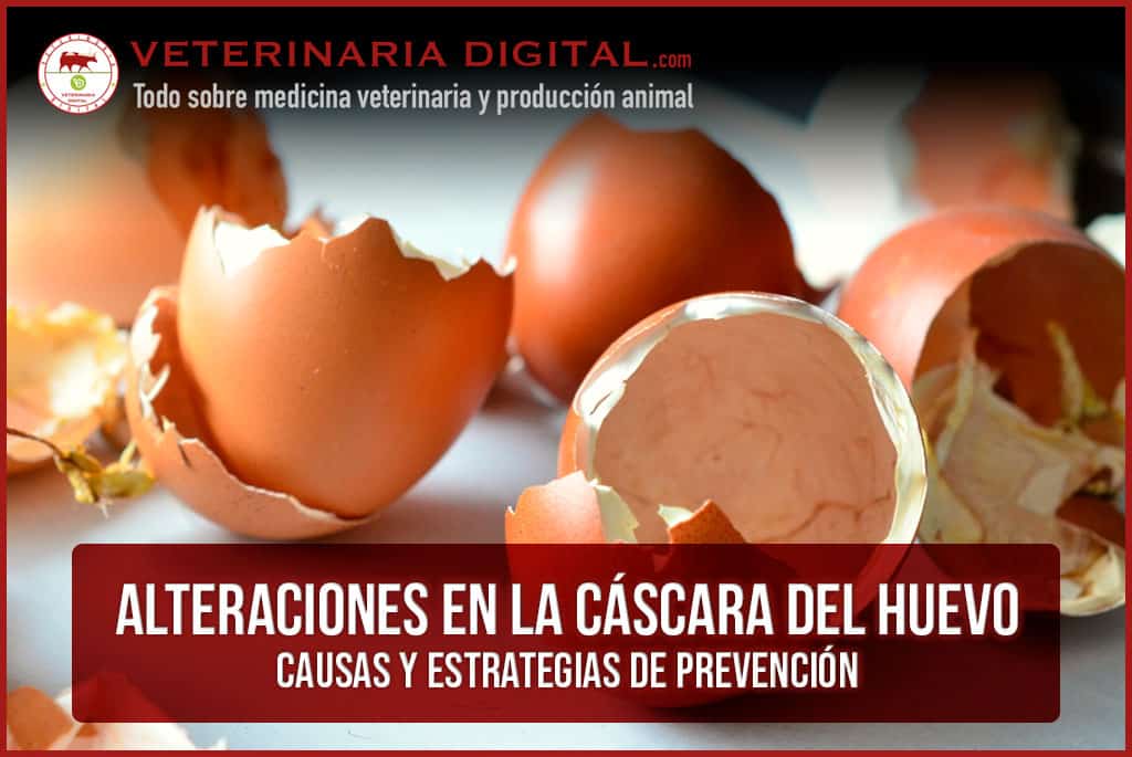 Alteraciones en la cáscara del huevo: causas y estrategias de prevención