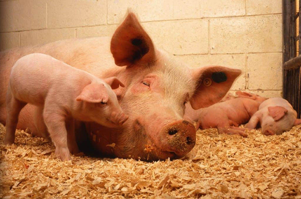 Improving Performance in Pig Farms