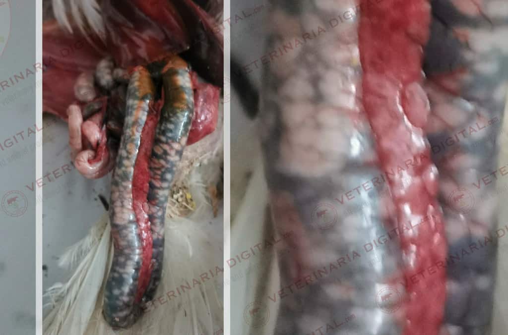 Enteritis ulcerativa en broiler