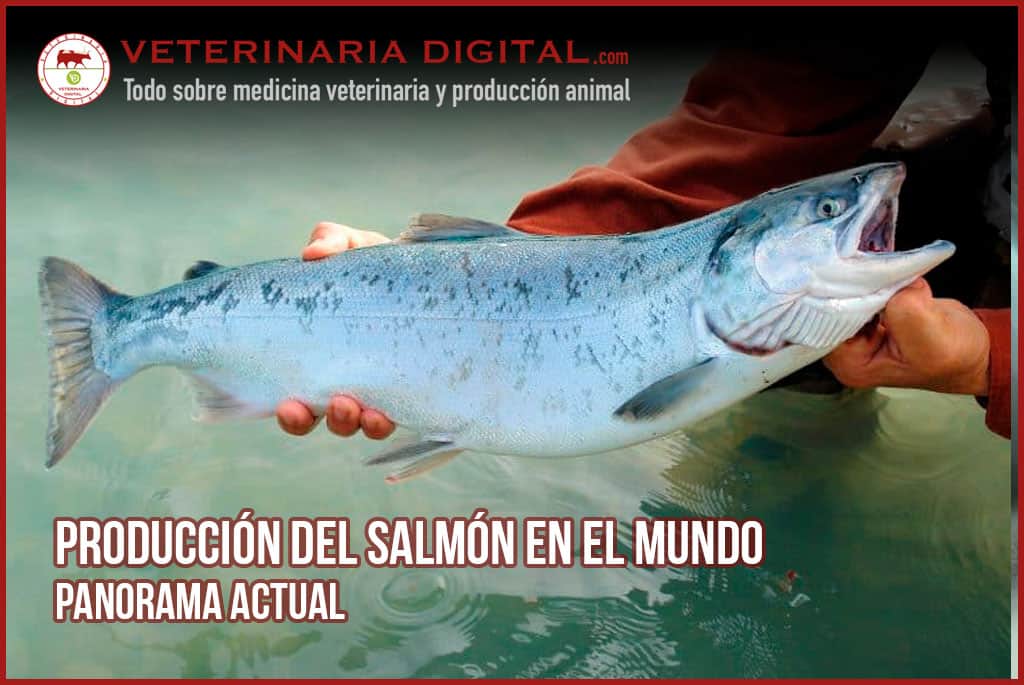 Producción del salmón en el mundo: panorama actual
