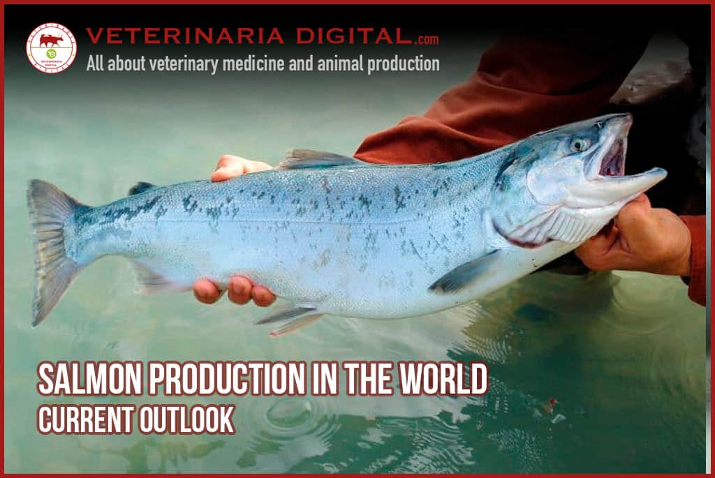 Salmon production in the world: current outlook