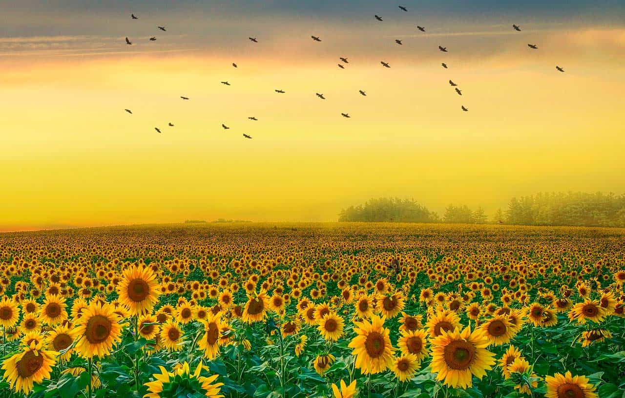 Plant intelligence: The movement of plants. Scientific News 126