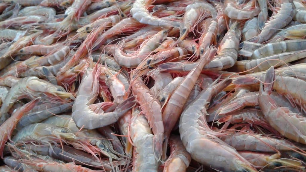 La producción de camarón en 2021 tuvo cifras positivas en Latinoamérica