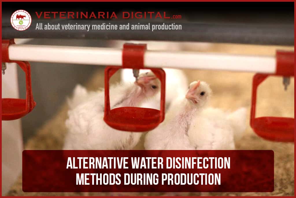 Alternative Water Disinfection Methods during Production