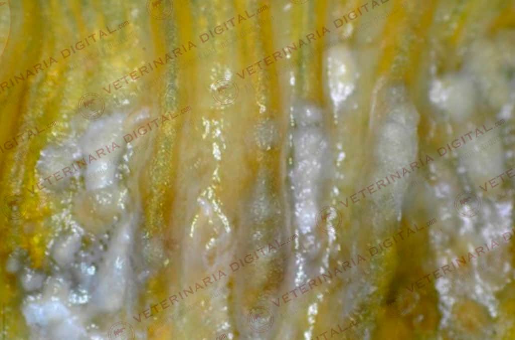 Avian mycosis