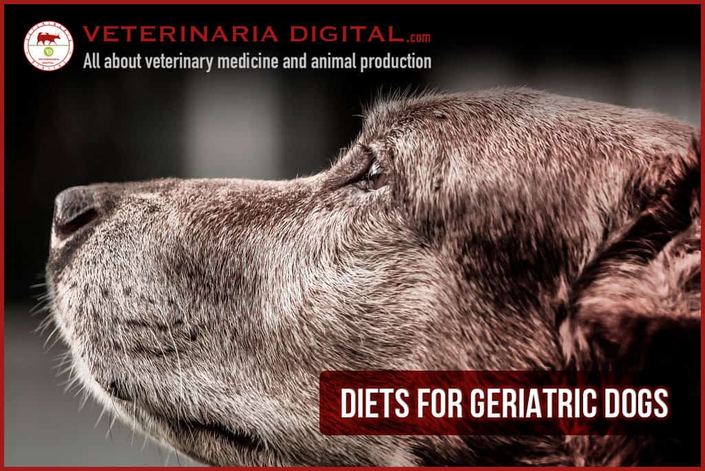 Diets for geriatric dogs