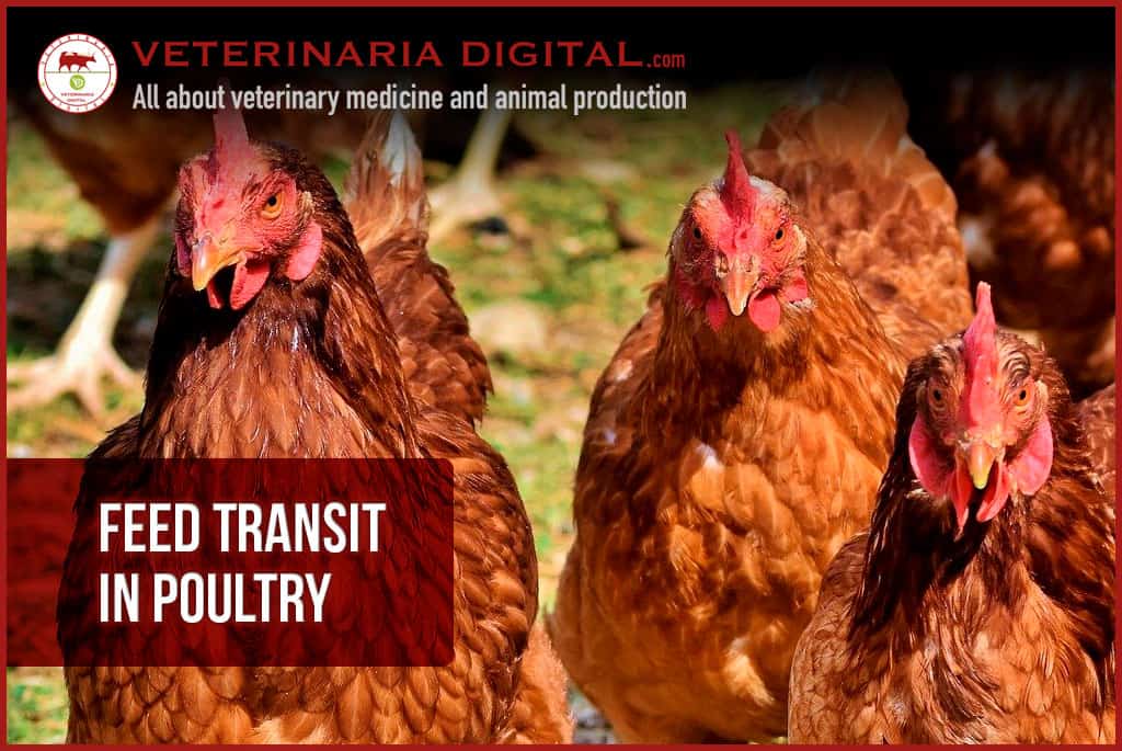 Feed Transit in Poultry