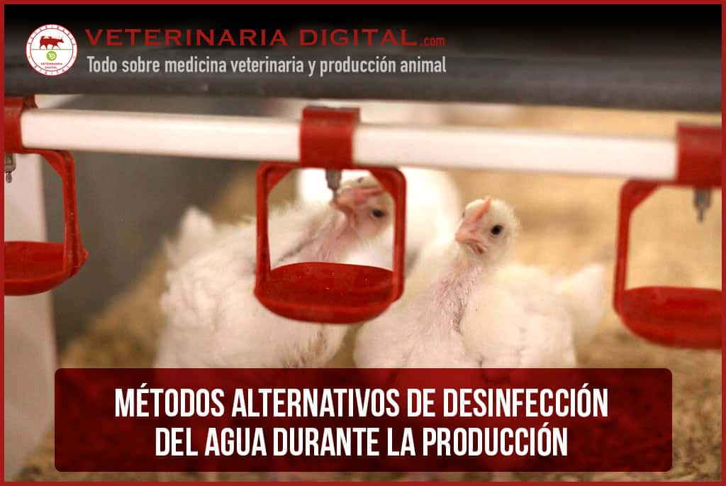 Métodos alternativos de desinfección del agua durante la producción