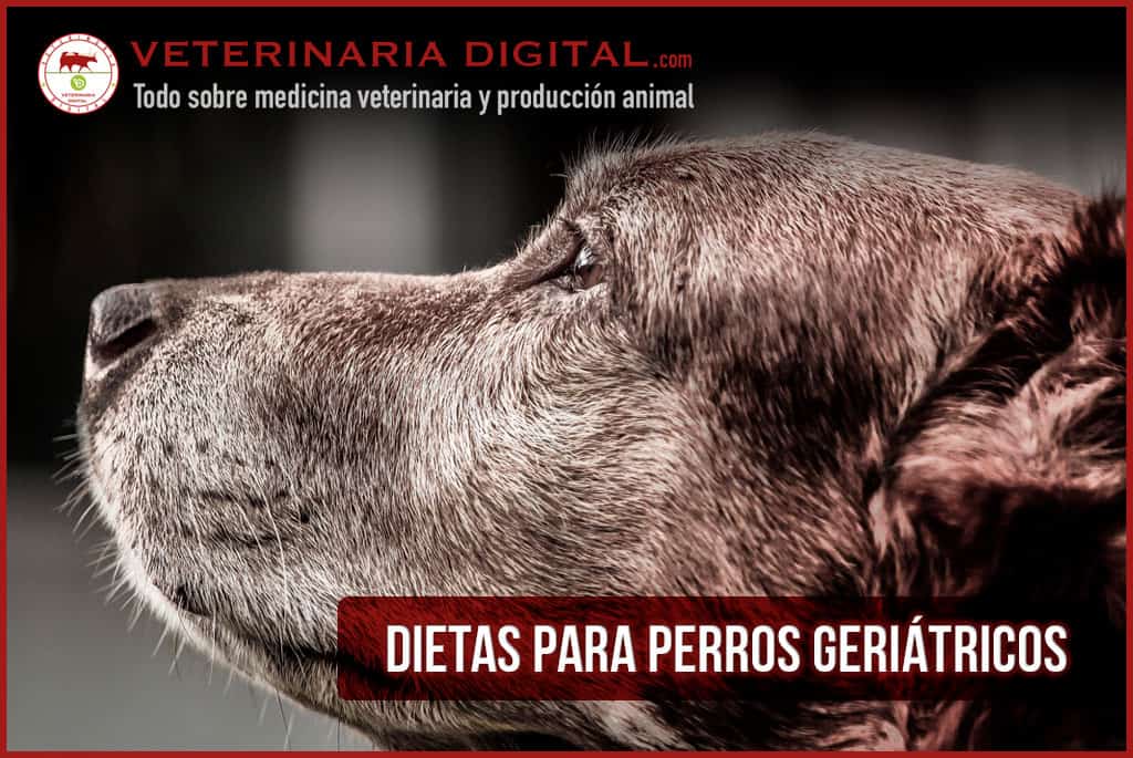 Dietas para perros geriátricos