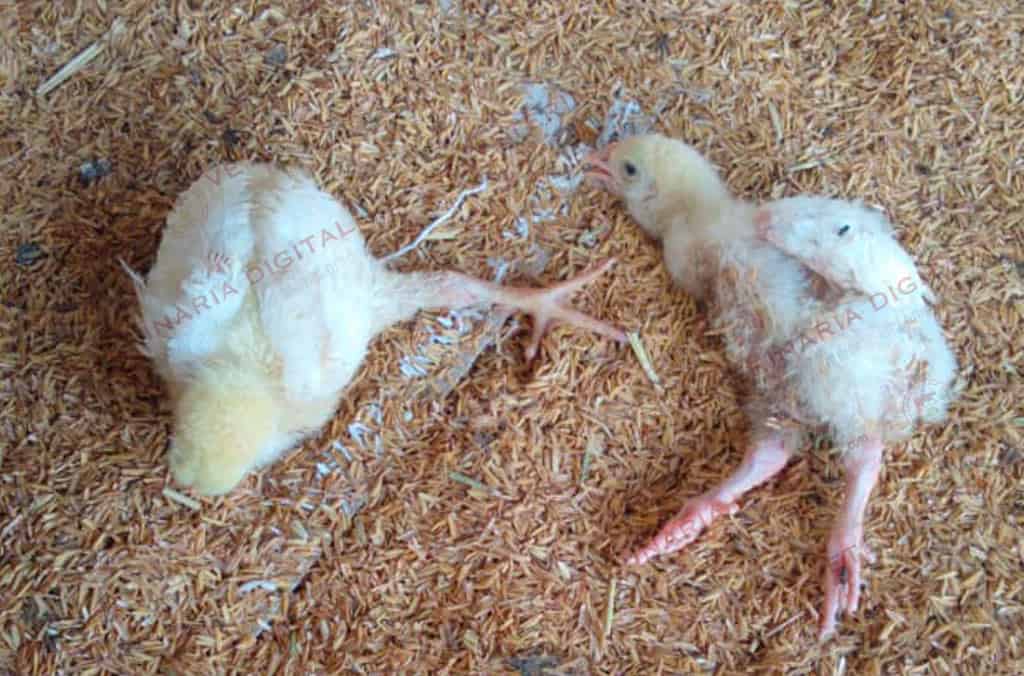 Unilateral lameness in broilers