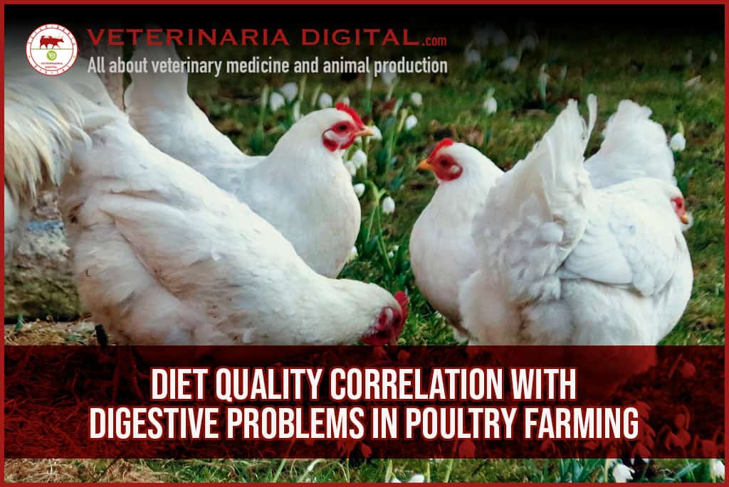 Diet quality correlation with digestive problems in poultry farming