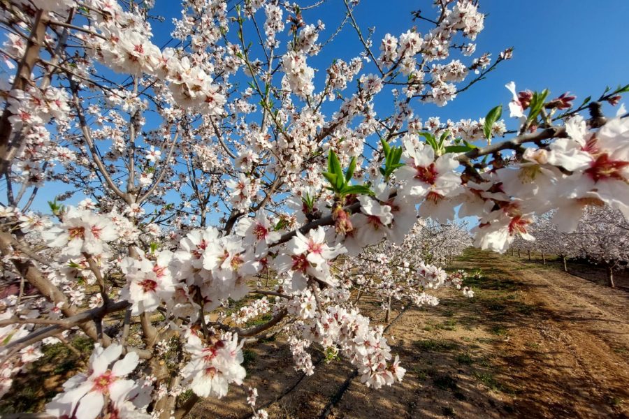 Almond blossom