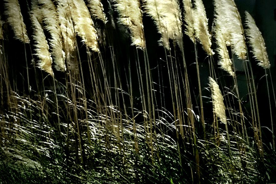 Viento