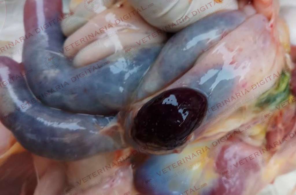 Coccidiosis por E. tenella