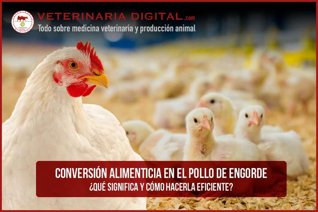 Conversión alimenticia en el pollo de engorde: ¿Qué significa y cómo hacerla eficiente?