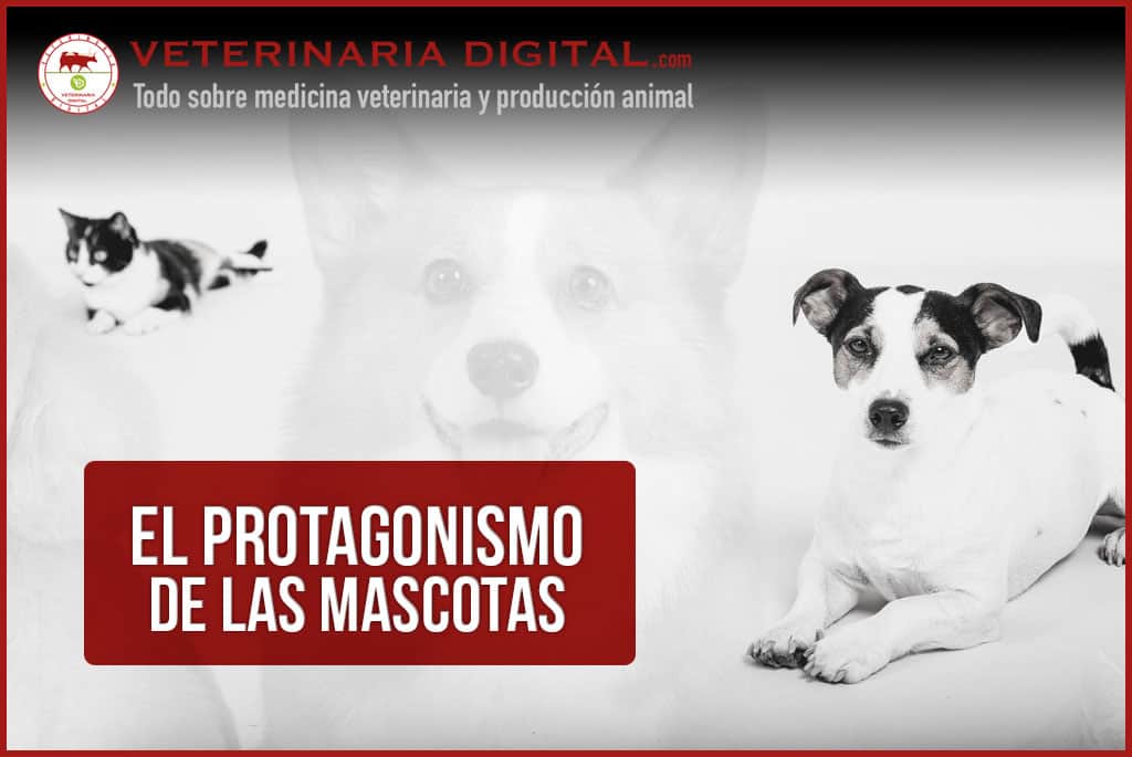 El protagonismo de las mascotas