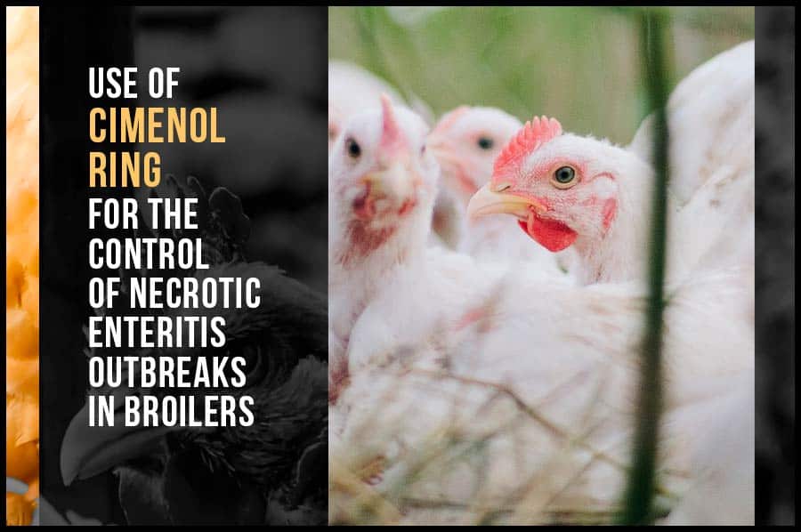 Use of cimenol ring for the control of necrotic enteritis outbreaks in broilers
