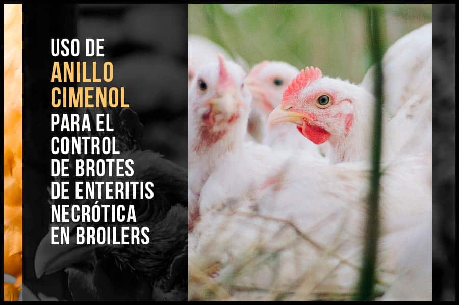 Uso de anillo cimenol para el control de brotes de enteritis necrótica