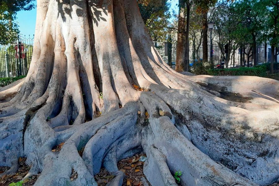 Ficus Centenario