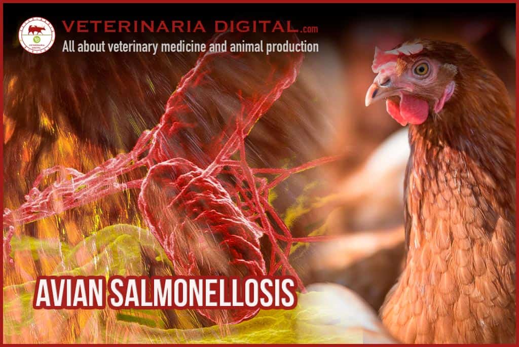 Avian salmonellosis