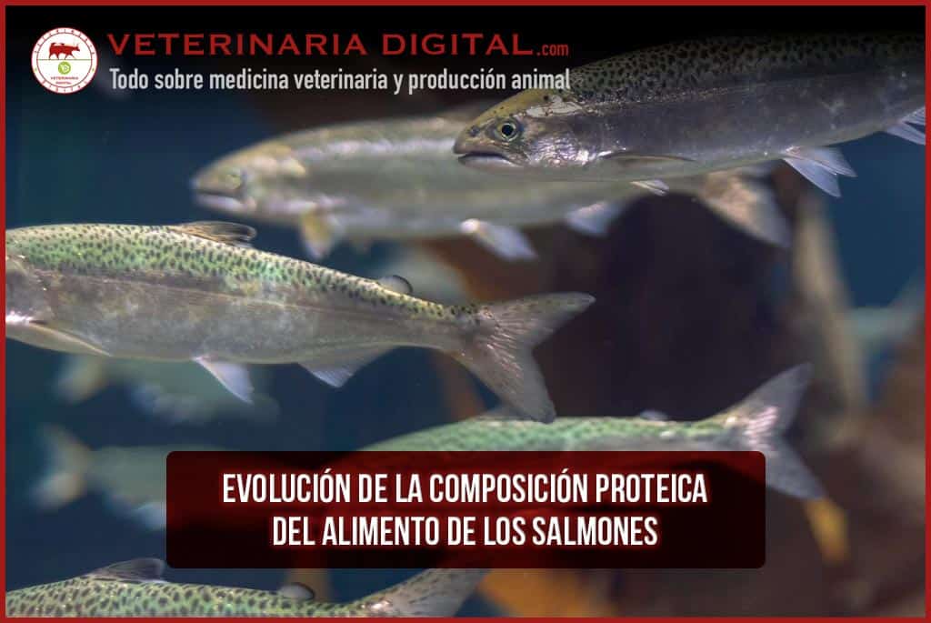 Evolución de la composición proteica del alimento de los salmones