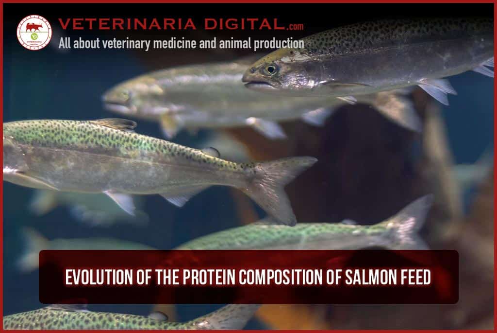 Evolution of the protein composition of salmon feed