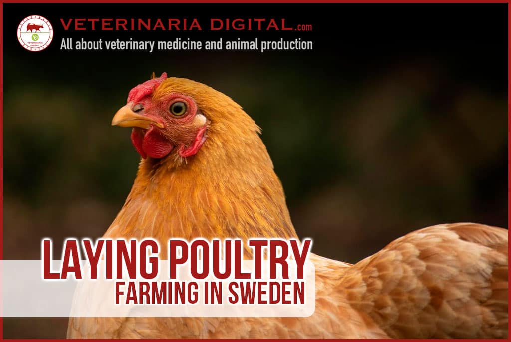 Laying poultry farming in Sweden