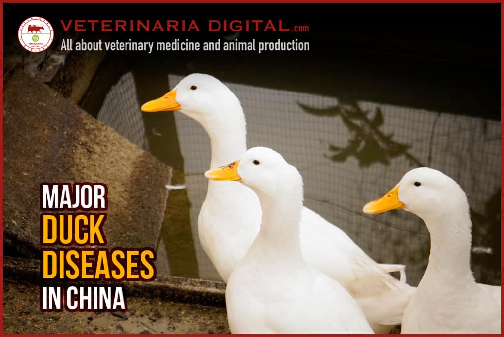 Major duck diseases in China