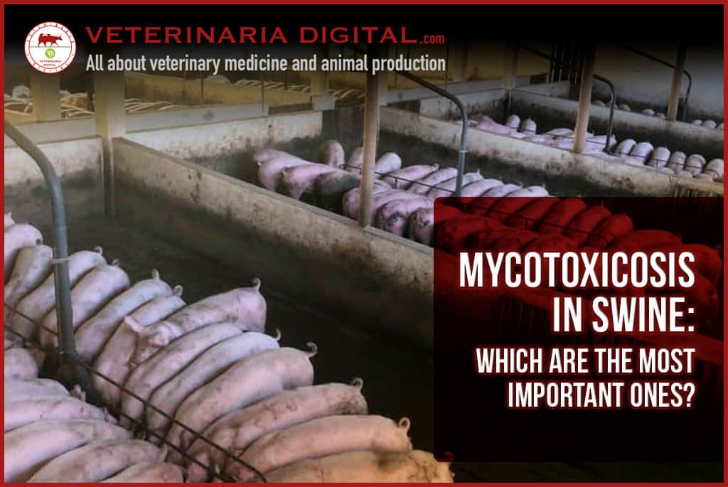 Mycotoxicosis in swine: which are the most important ones?