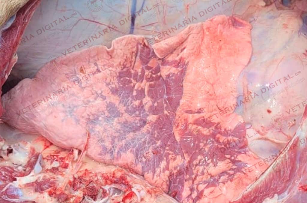 Pneumonia in ruminants
