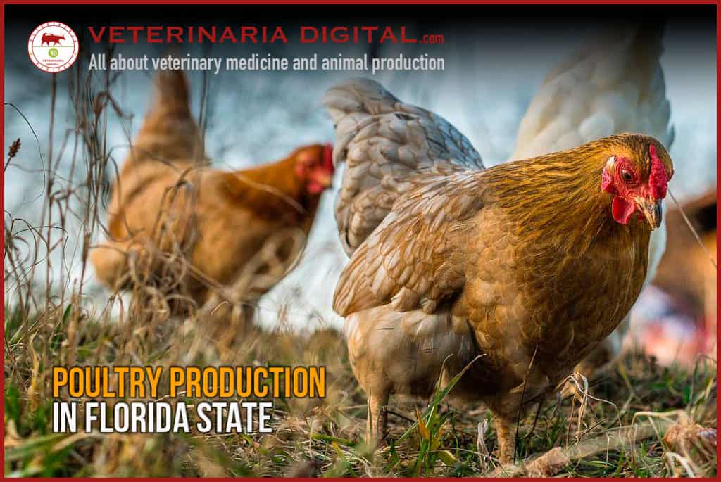 Poultry production in Florida State