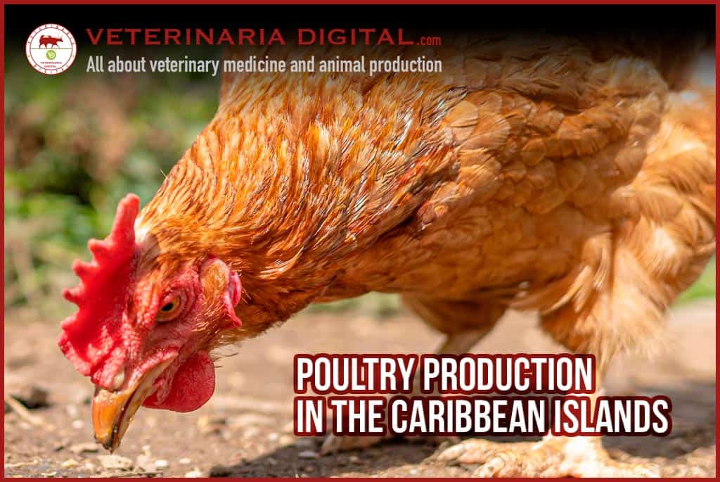 Poultry production in the Caribbean islands
