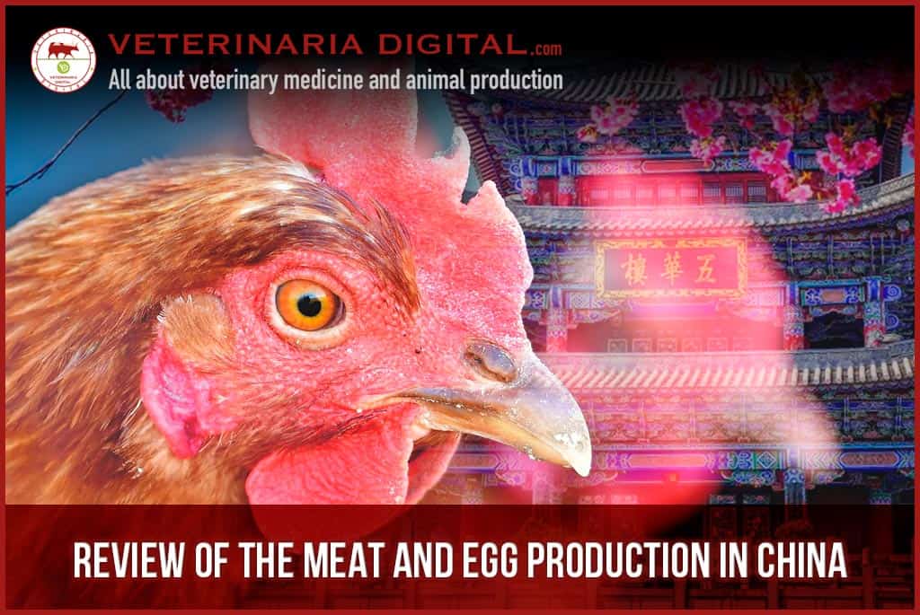 Review of the meat and egg production in China
