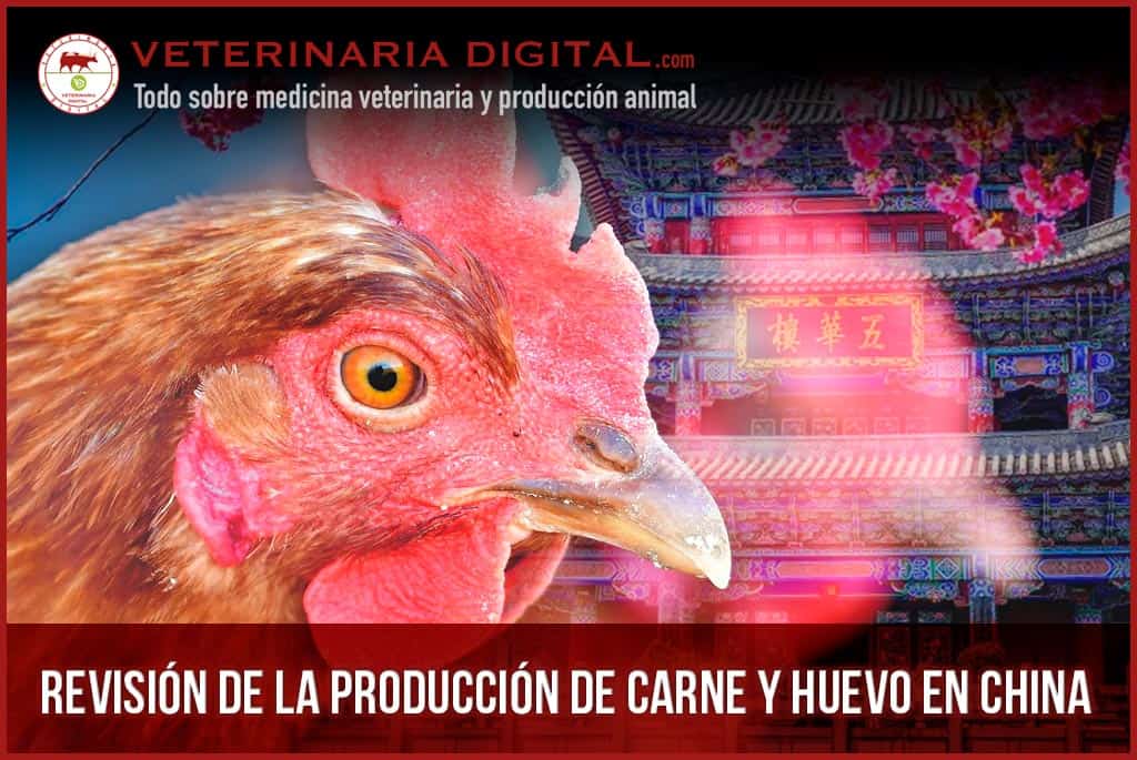 Revisión de la producción de carne y huevo en China