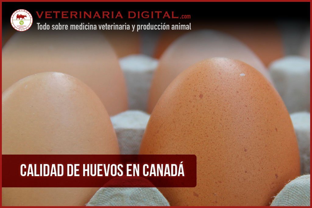 Calidad de huevos en Canadá