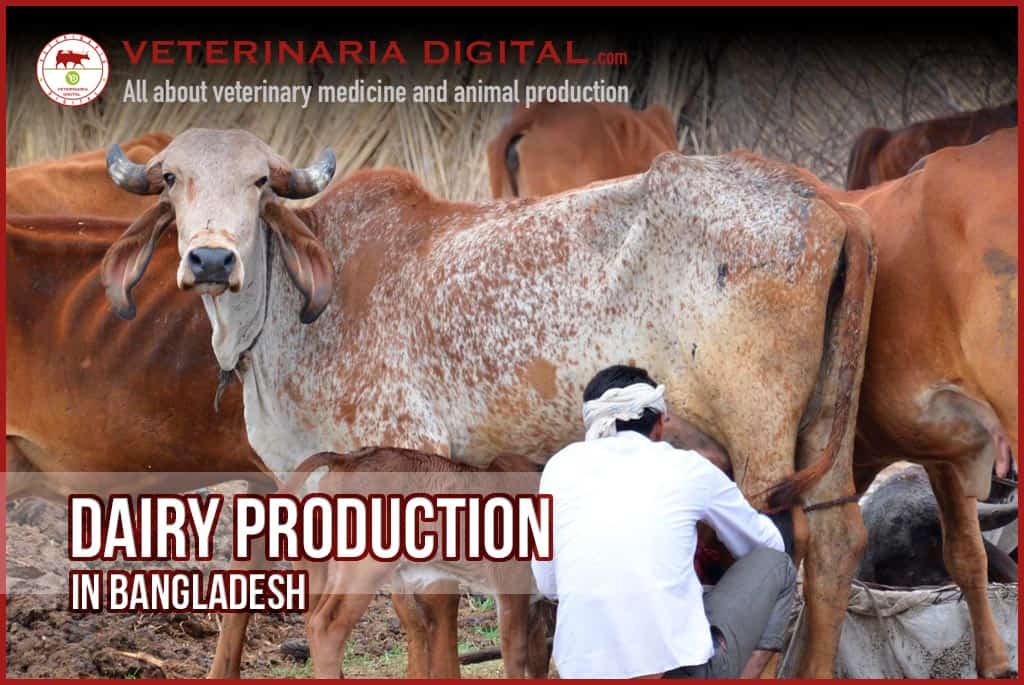 Dairy production in Bangladesh