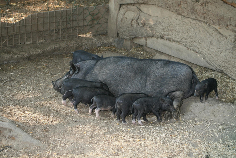 Swine breeders in Ecuador