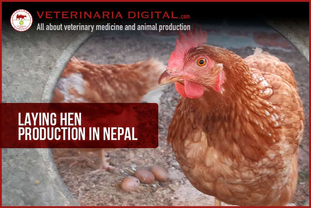 Laying hen production in Nepal